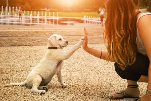 handshake between woman and dog - High Five - teamwork between girl dog