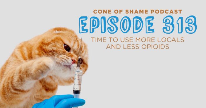 orange cat interested in a syringe held by a gloved hand