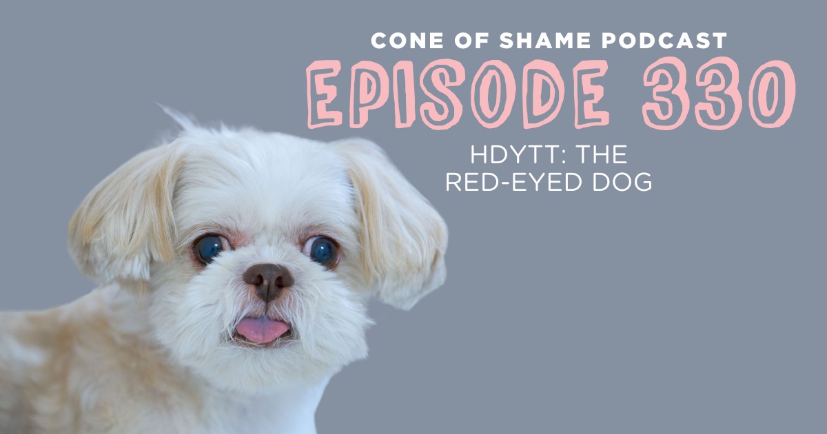 shih tzu with wide eyes looking at camera