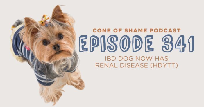 male yorkshire terrier yorkie looking up at camera