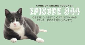 obese grey and white cat laying on its side looking at camera