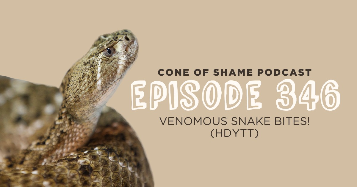 western diamondback rattlesnake