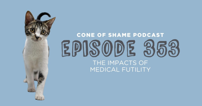 cat walking on veterinary exam table