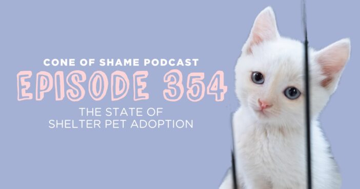 white kitten behind shelter cage bars