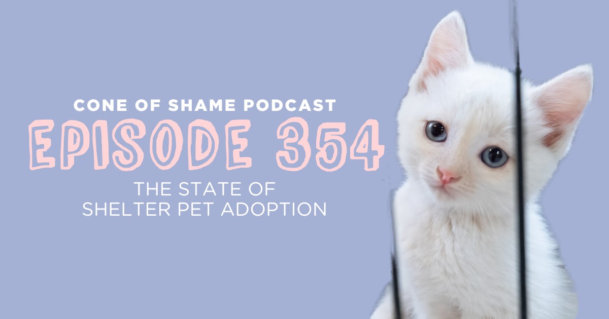 white kitten behind shelter cage bars