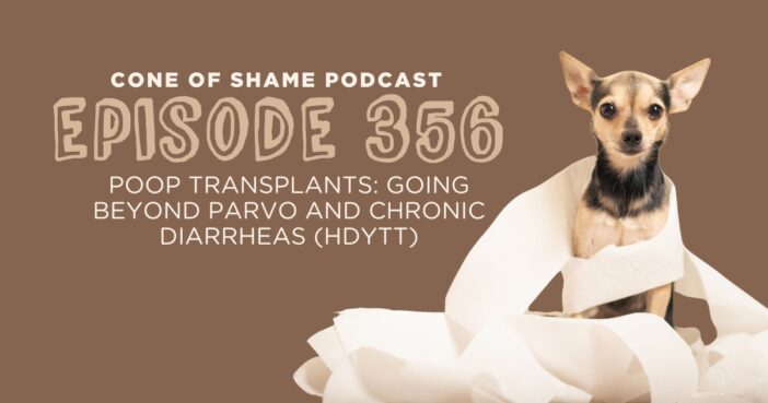 chihuahua tangled up in toilet paper