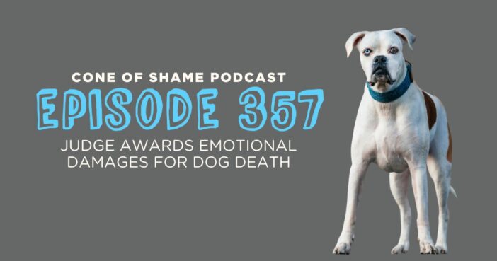 boxer dog standing in road looking at camera