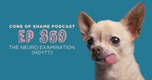 chihuahua with tongue sticking out side of mouth