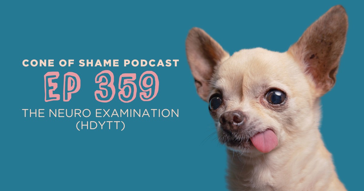 chihuahua with tongue sticking out side of mouth