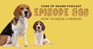adult beagle dog and beagle puppy sitting together
