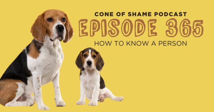 adult beagle dog and beagle puppy sitting together