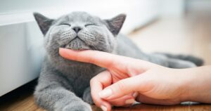 happy relaxed cat at the vet