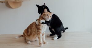 two cats hugging