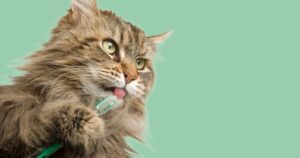 cat holding and licking a toothbrush