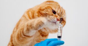 orange cat interested in a syringe held by a gloved hand