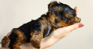 tiny tired yorkshire terrier puppy held in hand