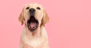 yellow labrador retriever with mouth open