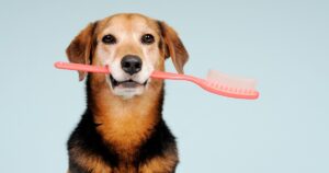 dog holding extra large toothbrush in mouth