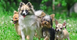dog leader of the pack