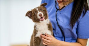 puppy sitting on lap of veterinary technician