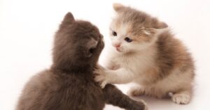 two kittens navigating conflict