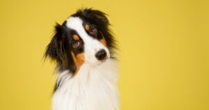 dog tilting its head in question