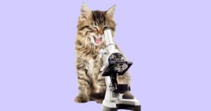 kitten looking in microscope
