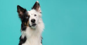 dog with bright blue eyes