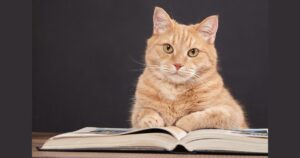 orange cat on a textbook