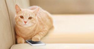 cat with cell phone