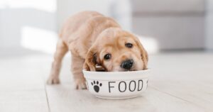 puppy eating out of food bowl