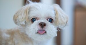 shih tzu with wide eyes looking at camera