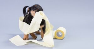 puppy tangled in toilet paper