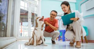 veterinarian husky and dog owner working together in clinic