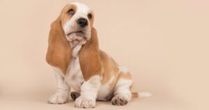 basset hound puppy