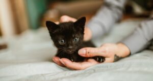 small black kitten being held in hands