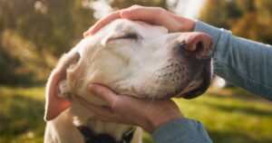 old yellow labrador being held