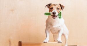 jack russel dog holding a hammer