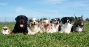 numerous dogs of different breeds and sizes