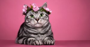 cat wearing a pink flower crown