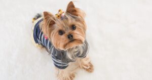 male yorkshire terrier yorkie looking up at camera