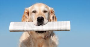 golden retriever dog holding newspaper in mouth