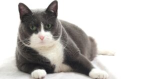 obese grey and white cat laying on its side looking at camera
