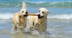 two golden retriever dogs carrying a stick in the ocean together