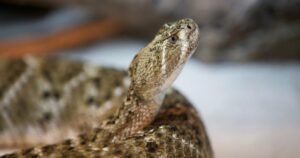 western diamondback rattlesnake