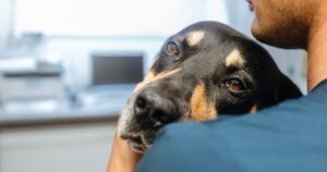 critical sick dog being held and cared for by a veterinary professional in the hospital