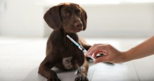 veterinary professional holding a syringe with a vaccine in front of a puppy