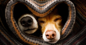 two dogs cuddling in a heart shaped blanket
