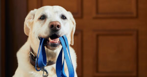 labrador dog holding its own leash