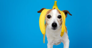 terrier dog with banana peel on head